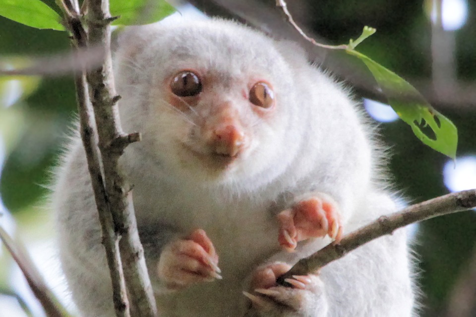 Spotted Cuscus (Phalanger maculatus)